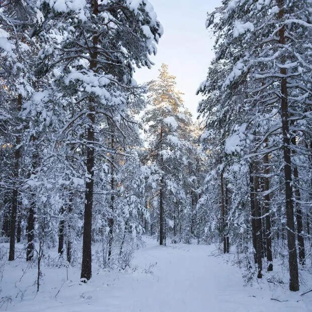 «Усольцевы там!»: появились координаты предполагаемого местонахождения исчезнувшей семьи