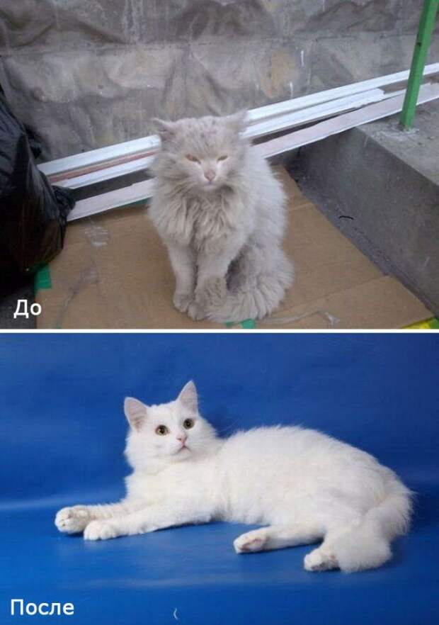 Бездомные кошки в добрых руках