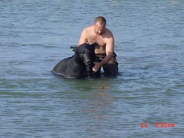 Мужчина спас огромного медведя, тонущего в океане люди, медведь, спас