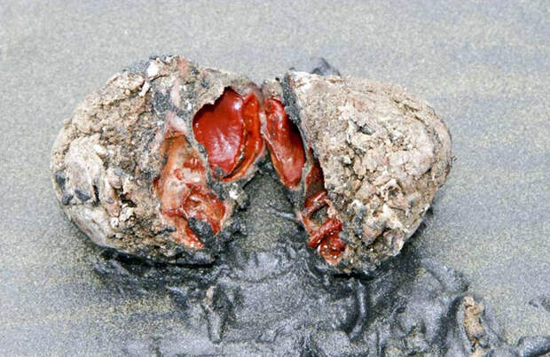 Pyura chilensis — «кровоточащий камень» с морского дна