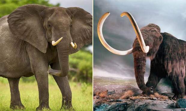 Размер бивней слонов - Бивни - Интересные факты о слонах