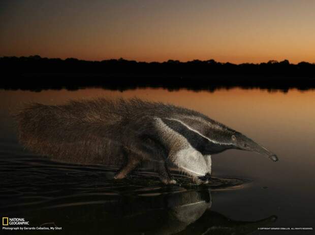 NatGeoMay24 NatGeoMay24 990x742 Обои для рабочего стола от National Geographic за май 2013