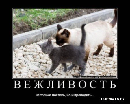 Демотиваторы про котэ (30 фотэ)