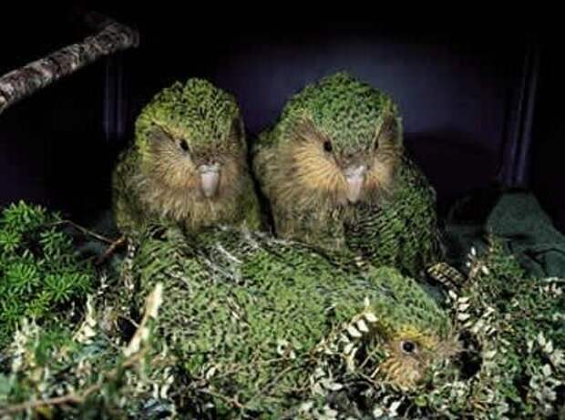kakapo-kartinki-koshki-sobaki-smeshnye-zhivotnye-kote