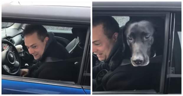 Одну порцию взбитых сливок, пожалуйста! Одну порцию взбитых сливок, пожалуйста! Puppuccino, Starbucks, взбитые сливки, видео, животные, прикол, собака, сша, юмор