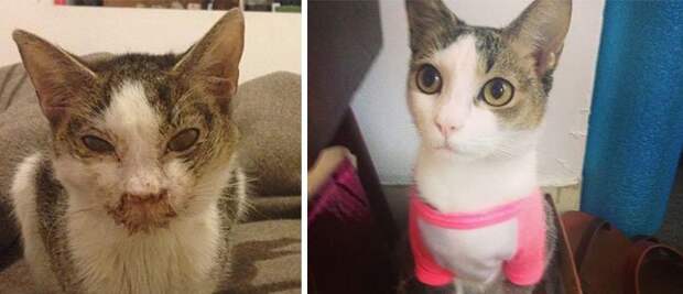 кошка до и после спасения 
