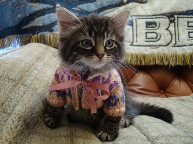 кошка в кардигане