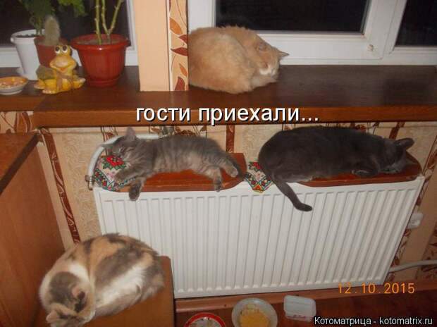 Котоматрица: гости приехали...
