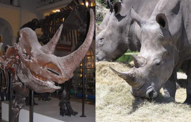Рог шерстистого носорога и рог белого носорога (Ceratotherium simum)