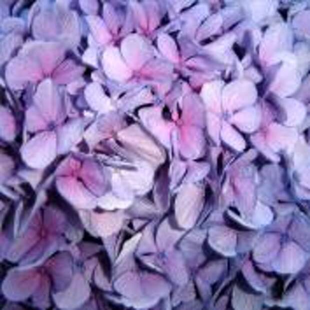 Гортензия крупнолистная (Hydrangea macrophylla)