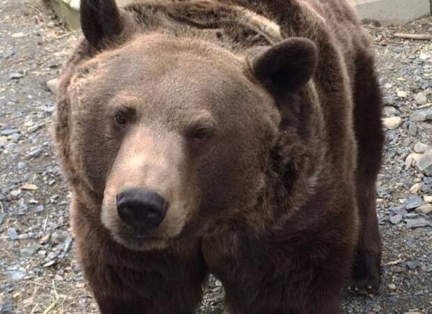 Настоящая медвежья хватка: мужчина позволил медведю себя обнять и облизать свою руку животные, история, медведь