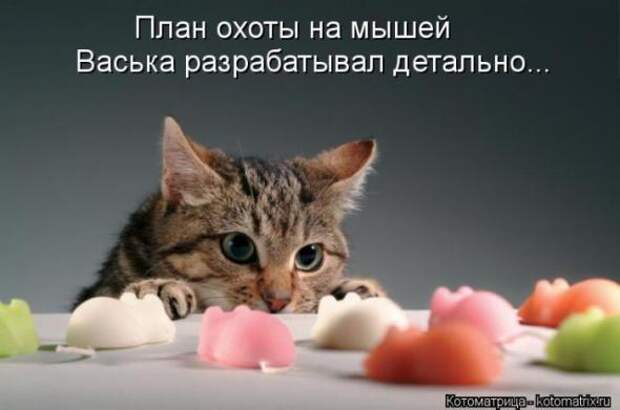 Котоматрицы(картинки с надписями)