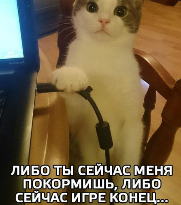 3831665_original (600x680, 288Kb)