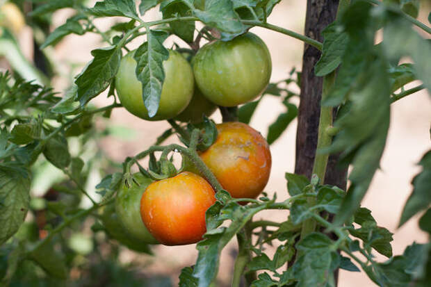 Как ускорить созревание зелёных томатов