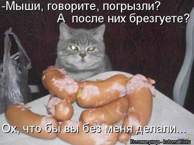 Лучшие котоматрицы недели