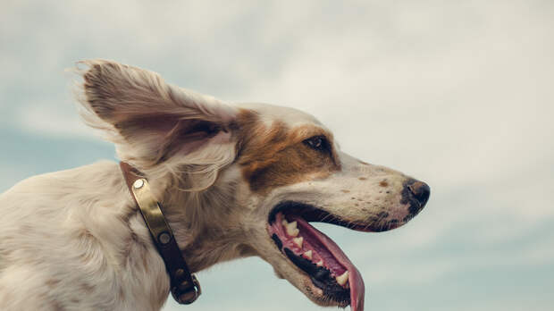 Кинолог Голубев объяснил, как определить отравление собаки на улице