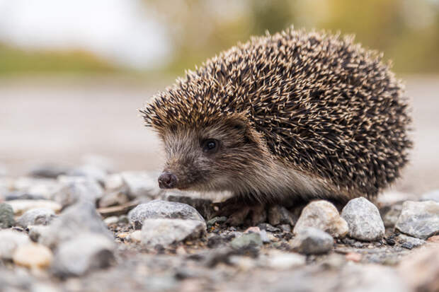День ежа отмечают 2 февраля в Новосибирском зоопарке