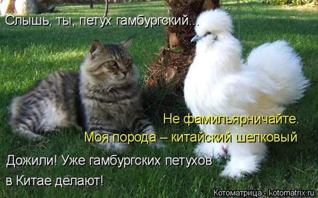 Лучшие котоматрицы недели (50 фото)