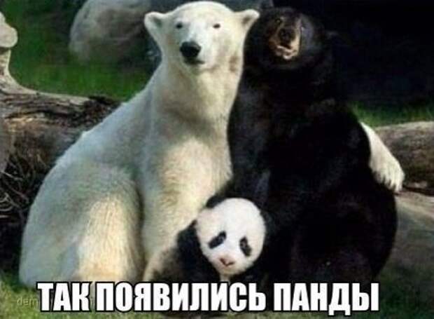 Смешные картинки с надписями видео, прикол
