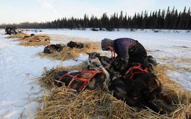 Гонка на собачьих упряжках Iditarod 2013