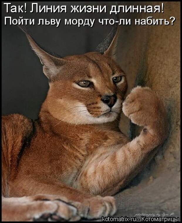 Подборка прикольных котоматриц