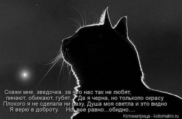 Котоматрицы(картинки с надписями)