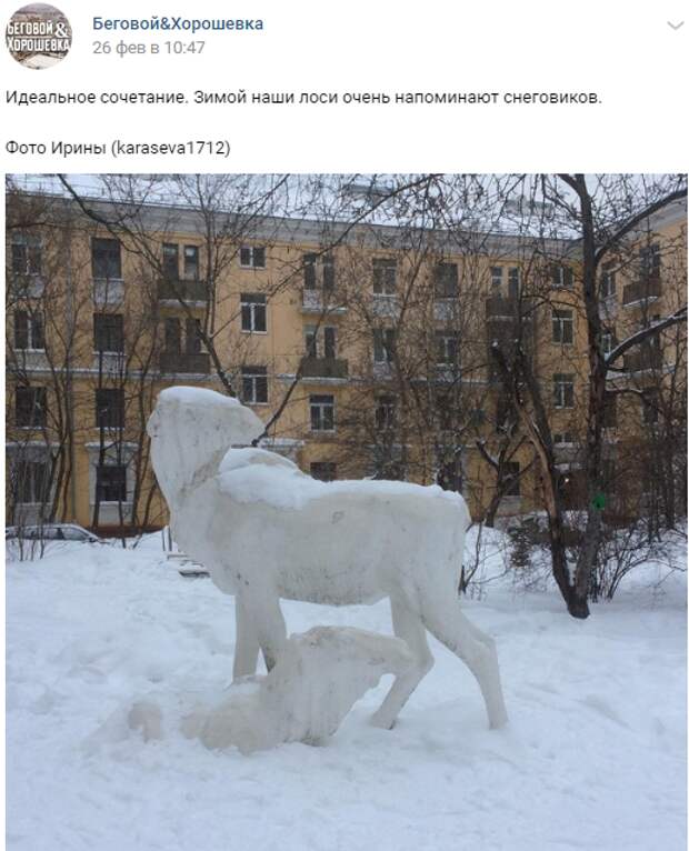 Фото дня: лоси в Беговом превратились в снеговиков