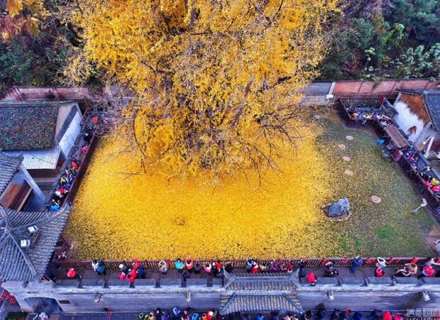 bzolotye_listja_dereva_ginkgo_5_foto_2