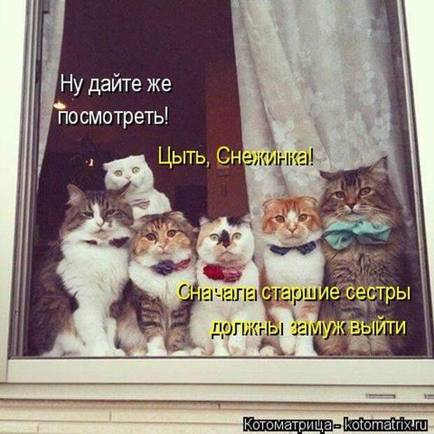 Лучшие котоматрицы недели