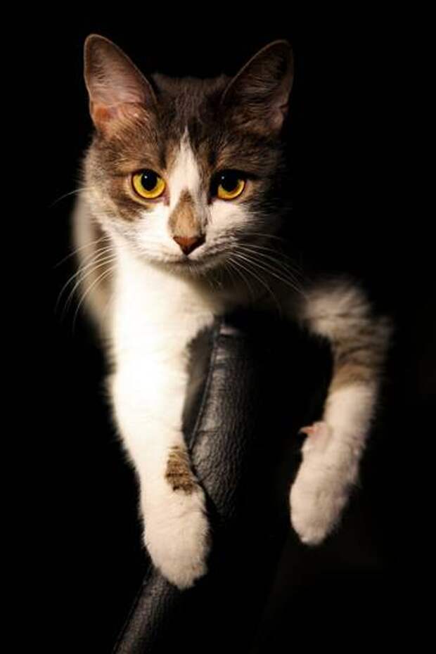 Кошка, фото путешествия поездки с животными, фотография