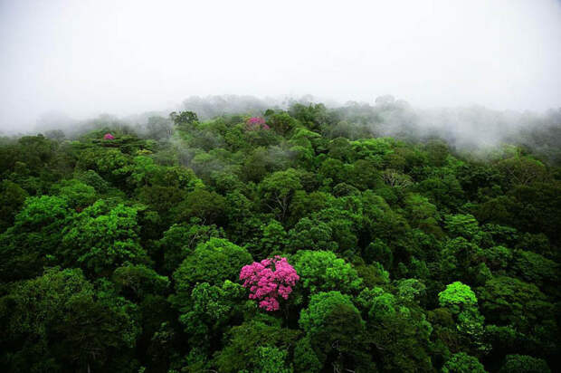 5. Розовое эбеновое дерево на горе Кау во Французской Гвиане