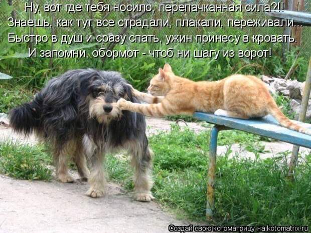 Лучшие котоматрицы недели