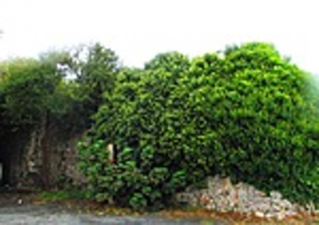 Заповедник "Сухумская крепость" - зелёная стена