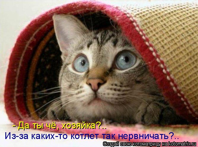 Из-за каких-то котлет так нервничать?.. - Да ты чё, хозяйка?..