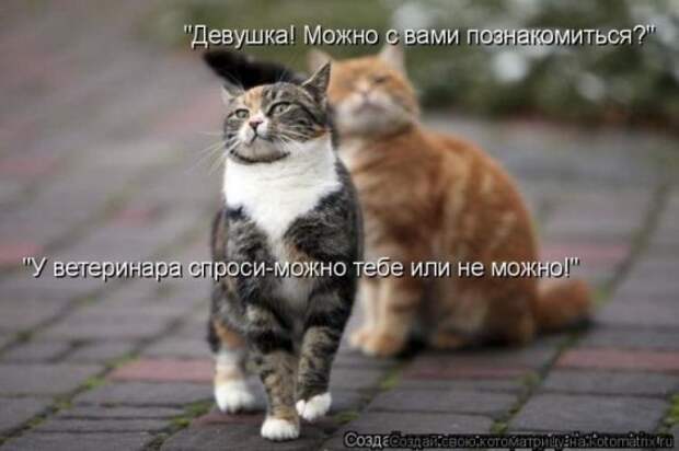 Котоматрица 26