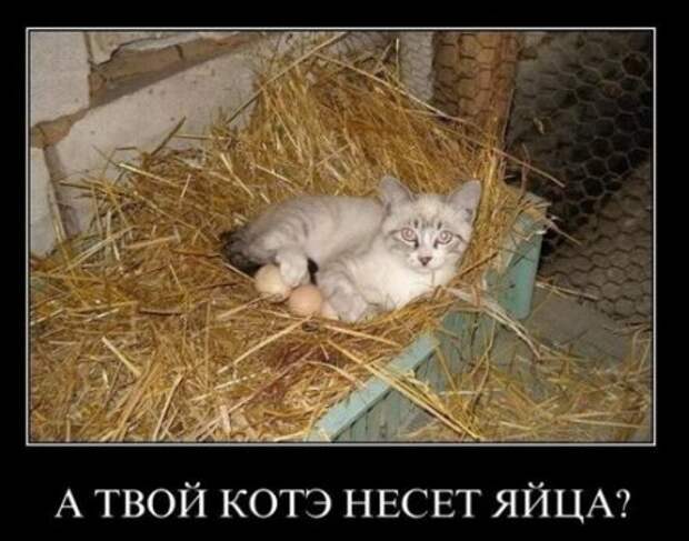 Демотиваторы классный юмор, позитив во всем.