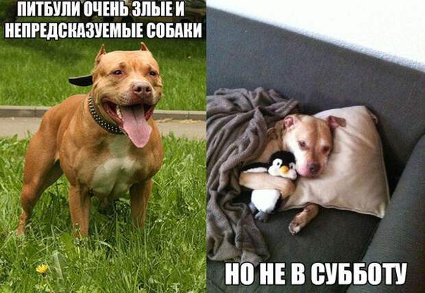 Фразы в картинках