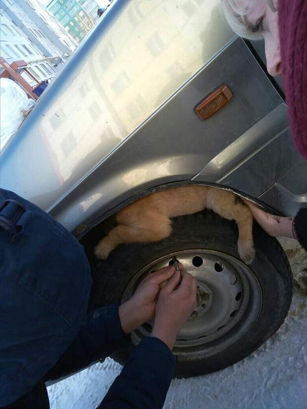 Водитель спустил колесо, чтобы вытащить собаку Фото: ! Соцсети