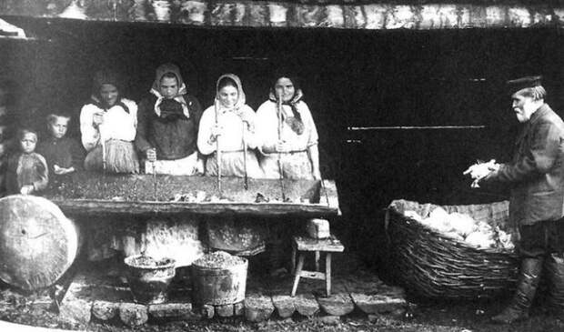 26. Заготовка капусты на зиму 100 лет назад, россия, фото