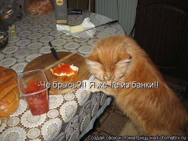 Лучшие котоматрицы недели