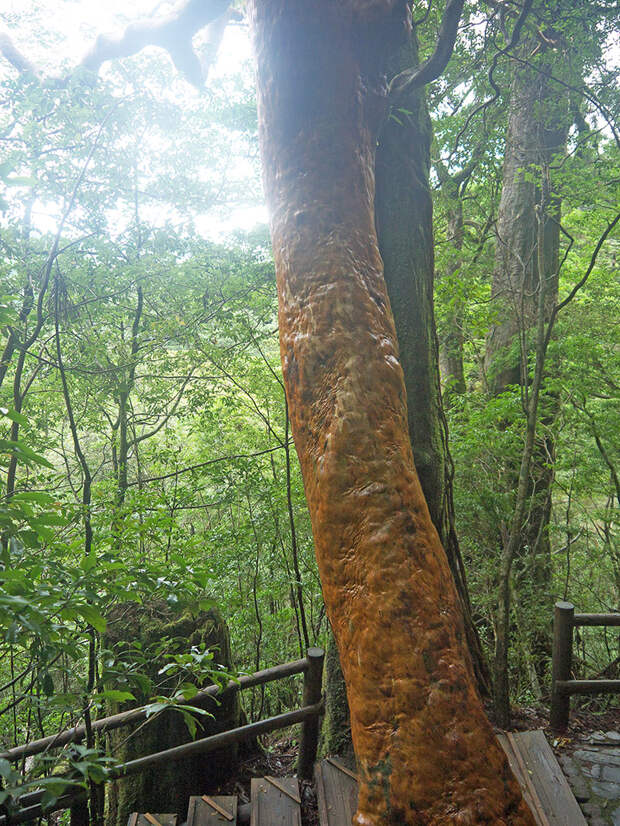 Япония, Якусима, остров, якушима, yakushima, лес, yakusugi land, кедр, мох, поход, зеленый, дерево, Himeshara, Stewartia monadelpha, Стюартия однобратственная, эндемик, дерево