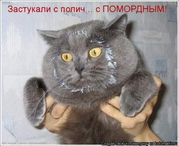 Котоматрица
