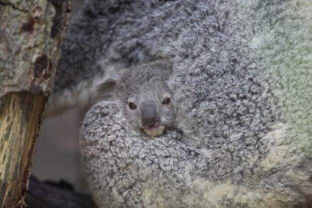 Koala05 Самые удивительные факты о коалах