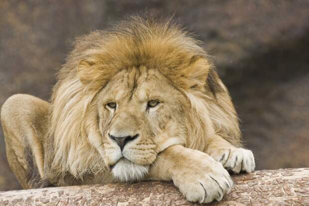 Льву Оскару из Ижевского зоопарка исполнилось 14 лет