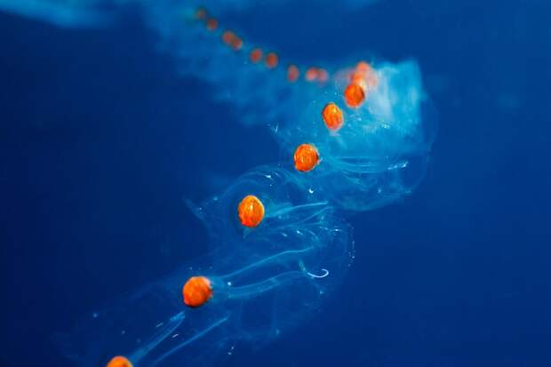 01salps.ngsversion.4bc7477b6db15b05f7718a54c0c28862.adapt.1190.1
