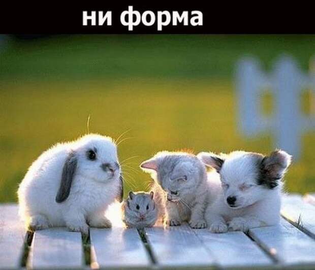 Если друг оказался вдруг (19 фото)