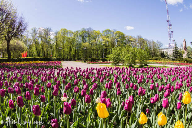 Более 300 тысяч цветов высадят в Смоленске
