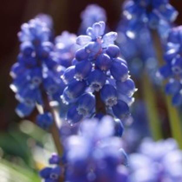 Мышиный гиацинт, или Мускари (Muscari)