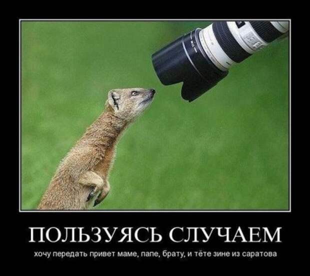 Демотиваторы картинки смешно и новые.
