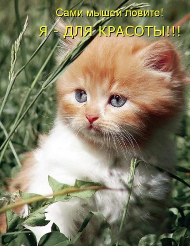 Кото матрица 7